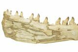 Mosasaur Jaw With Twenty Teeth - Oulad Abdoun Basin, Morocco #195777-9